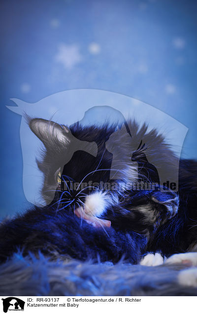 Katzenmutter mit Baby / cat mother with baby / RR-93137