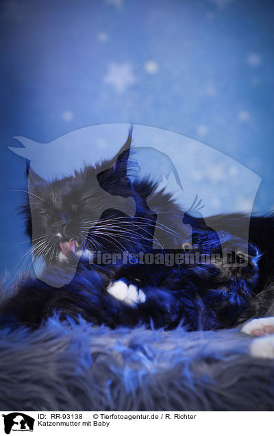 Katzenmutter mit Baby / cat mother with baby / RR-93138