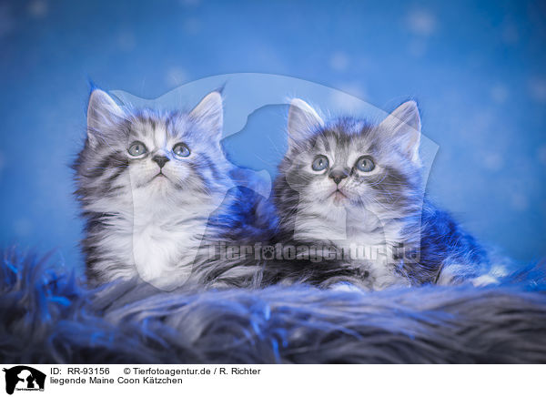 liegende Maine Coon Ktzchen / lying Maine Coon kittens / RR-93156