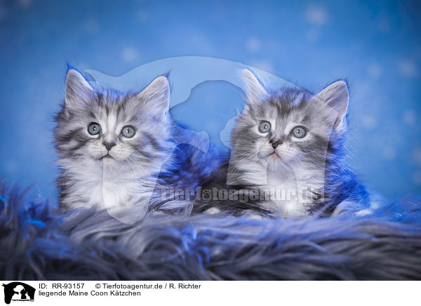 liegende Maine Coon Ktzchen / lying Maine Coon kittens / RR-93157