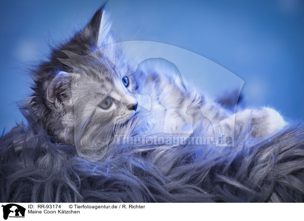 Maine Coon Ktzchen / Maine Coon Kitten / RR-93174