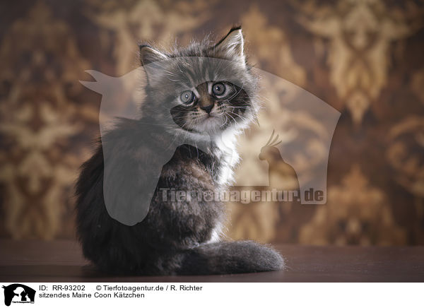 sitzendes Maine Coon Ktzchen / sitting Maine Coon Kitten / RR-93202