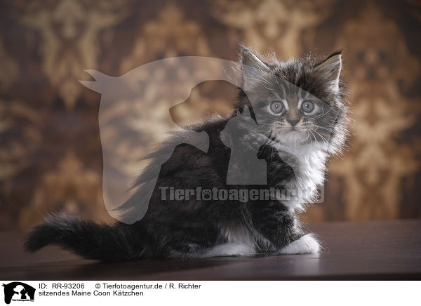 sitzendes Maine Coon Ktzchen / sitting Maine Coon Kitten / RR-93206