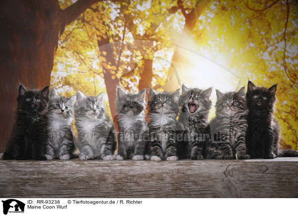 Maine Coon Wurf / Maine Coon Kittens / RR-93238
