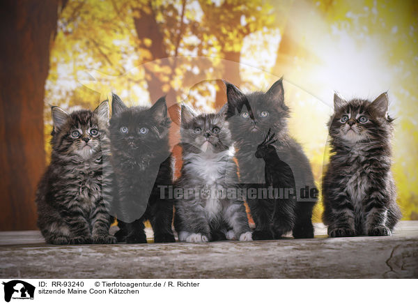 sitzende Maine Coon Ktzchen / sitting Maine Coon Kittens / RR-93240