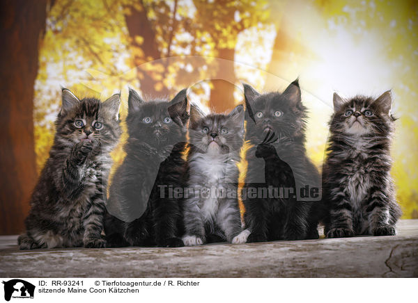 sitzende Maine Coon Ktzchen / sitting Maine Coon Kittens / RR-93241