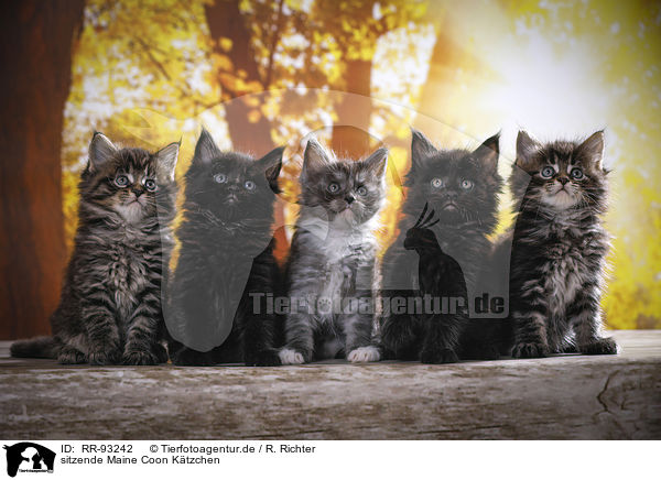 sitzende Maine Coon Ktzchen / sitting Maine Coon Kittens / RR-93242