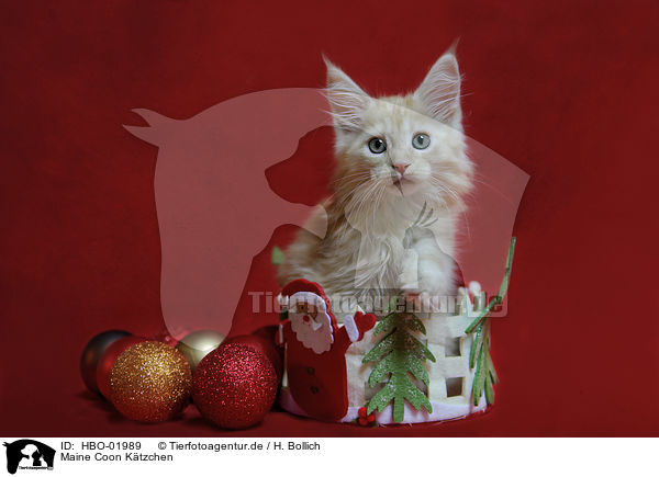 Maine Coon Ktzchen / Maine Coon Kitten / HBO-01989