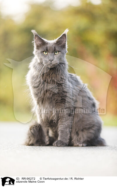 sitzende Maine Coon / sitting Maine Coon / RR-96272