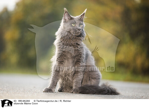 sitzende Maine Coon / sitting Maine Coon / RR-96280