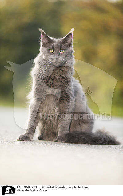 sitzende Maine Coon / sitting Maine Coon / RR-96281