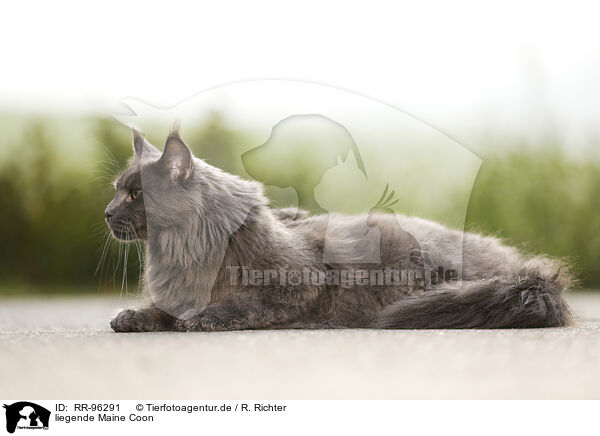 liegende Maine Coon / lying Maine Coon / RR-96291