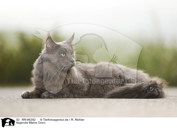 liegende Maine Coon / lying Maine Coon / RR-96292