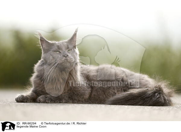 liegende Maine Coon / lying Maine Coon / RR-96294