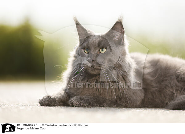 liegende Maine Coon / lying Maine Coon / RR-96295