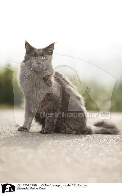 sitzende Maine Coon / sitting Maine Coon / RR-96298