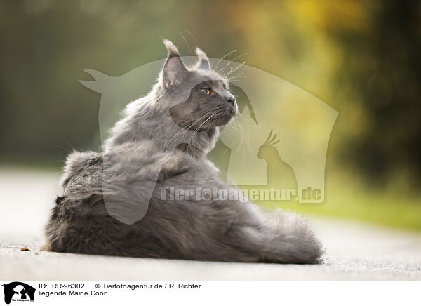 liegende Maine Coon / lying Maine Coon / RR-96302
