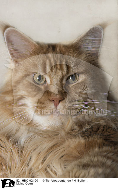 Maine Coon / Maine Coon / HBO-02160