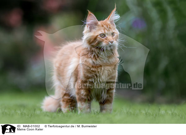Maine Coon Kater / Maine Coon tomcat / MAB-01002