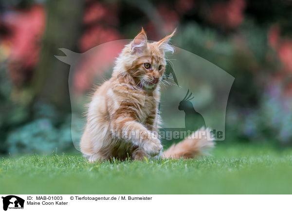 Maine Coon Kater / Maine Coon tomcat / MAB-01003