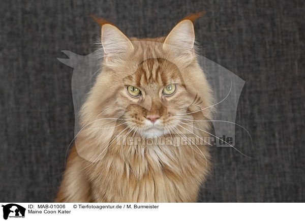 Maine Coon Kater / Maine Coon tomcat / MAB-01006