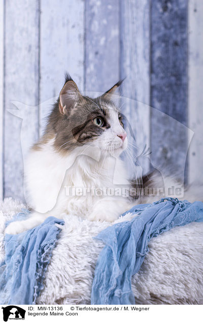 liegende Maine Coon / lying Maine Coon / MW-13136