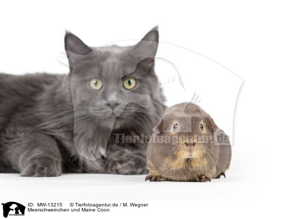 Meerschweinchen und Maine Coon / guinea pig and maine coon / MW-13215