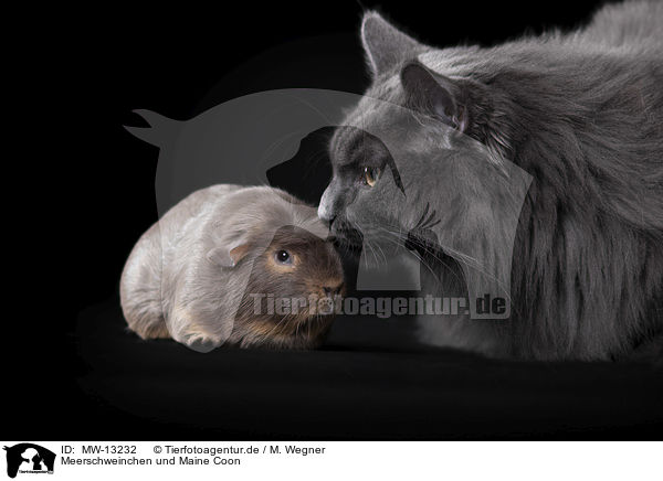 Meerschweinchen und Maine Coon / guinea pig and maine coon / MW-13232