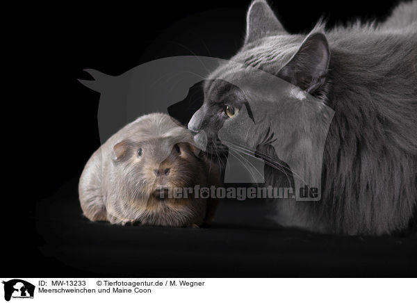 Meerschweinchen und Maine Coon / guinea pig and maine coon / MW-13233