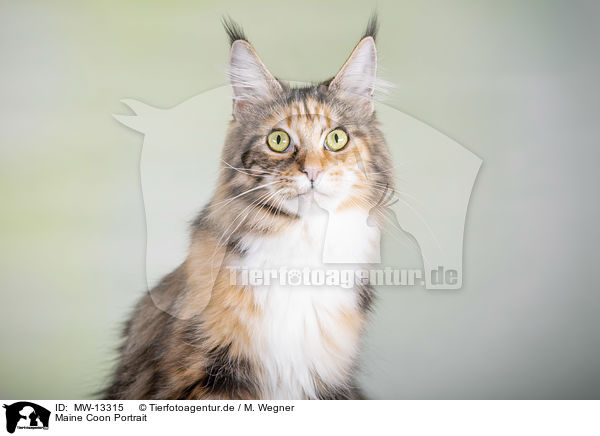 Maine Coon Portrait / MW-13315