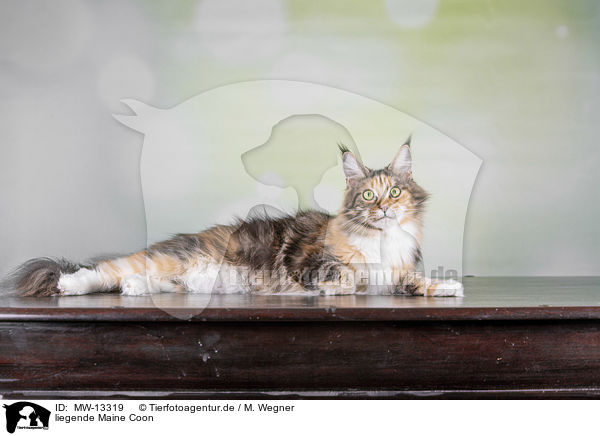 liegende Maine Coon / MW-13319
