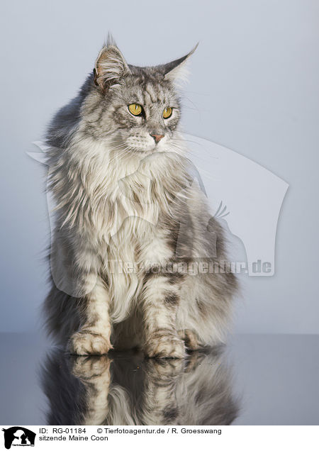 sitzende Maine Coon / RG-01184