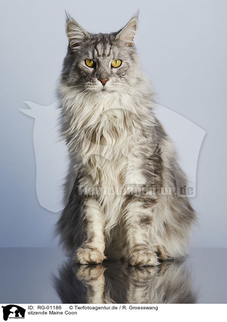 sitzende Maine Coon / sitting Maine Coon / RG-01186