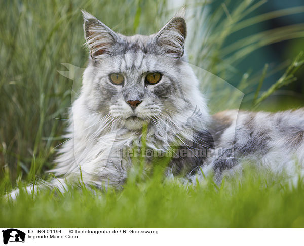 liegende Maine Coon / lying Maine Coon / RG-01194