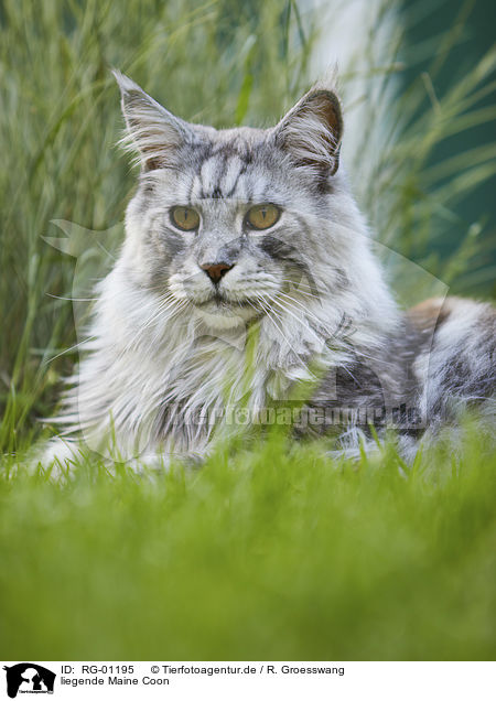 liegende Maine Coon / lying Maine Coon / RG-01195