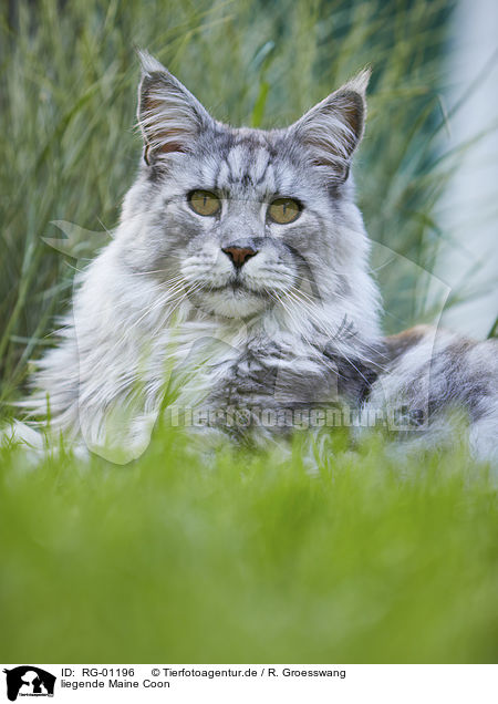 liegende Maine Coon / lying Maine Coon / RG-01196