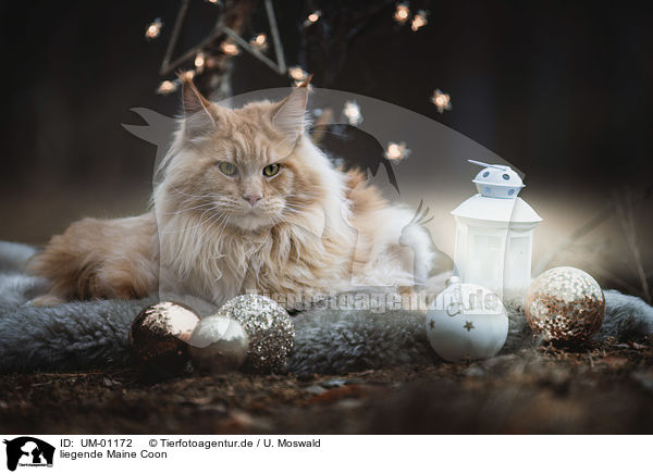 liegende Maine Coon / lying Maine Coon / UM-01172