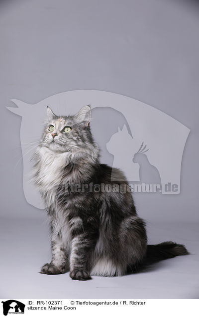 sitzende Maine Coon / sitting Maine Coon / RR-102371