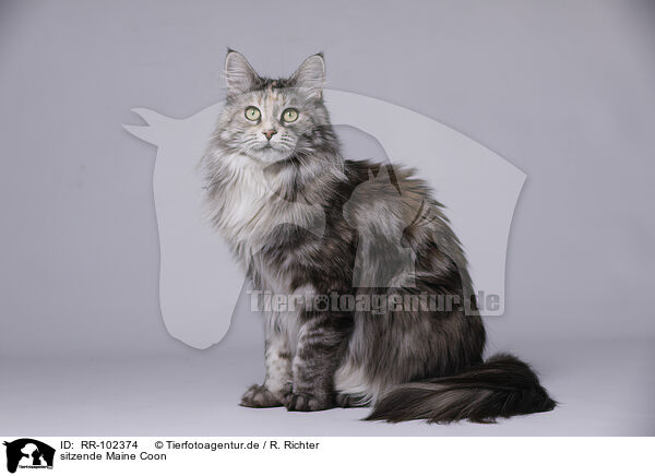 sitzende Maine Coon / RR-102374
