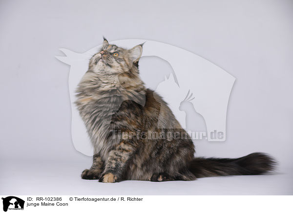 junge Maine Coon / RR-102386