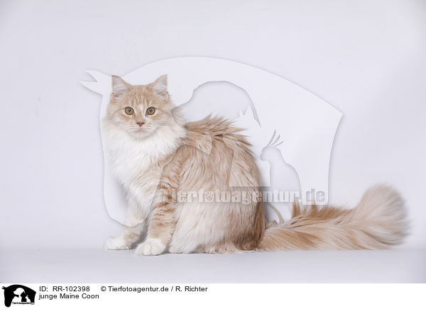 junge Maine Coon / RR-102398