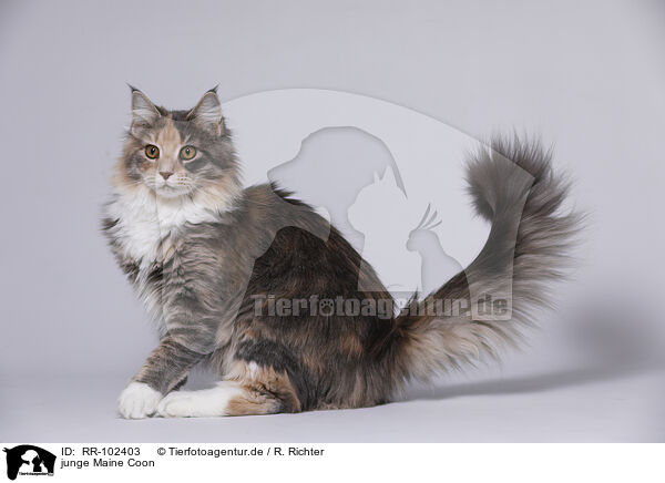 junge Maine Coon / young Maine Coon / RR-102403