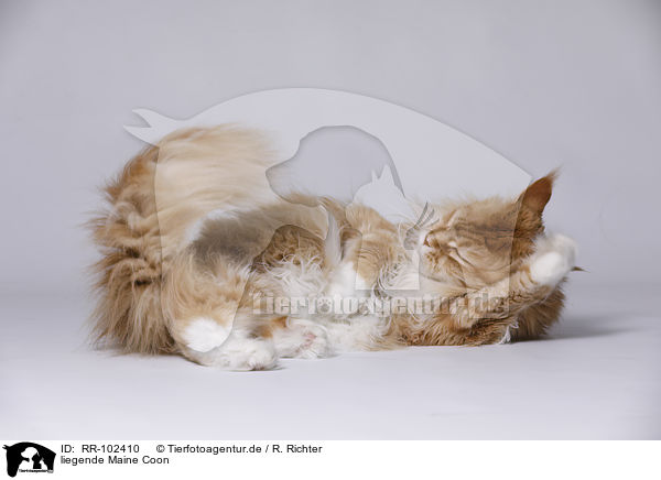 liegende Maine Coon / RR-102410