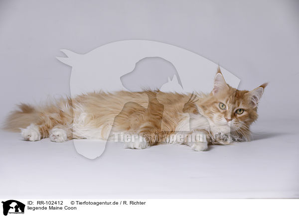 liegende Maine Coon / lying Maine Coon / RR-102412