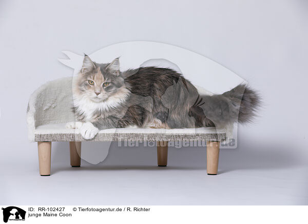 junge Maine Coon / young Maine Coon / RR-102427
