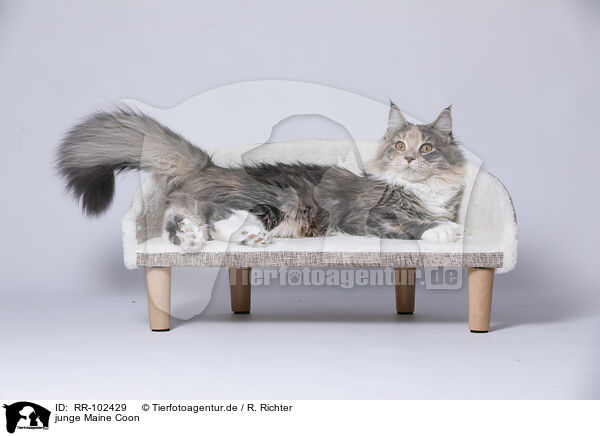 junge Maine Coon / young Maine Coon / RR-102429
