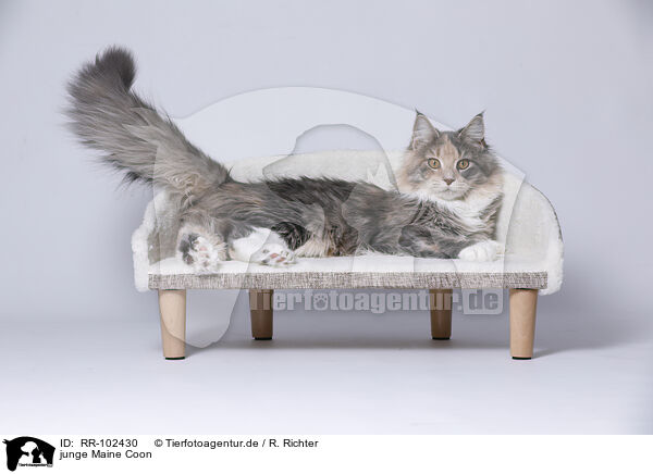 junge Maine Coon / young Maine Coon / RR-102430