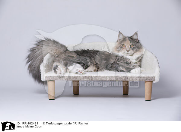 junge Maine Coon / young Maine Coon / RR-102431