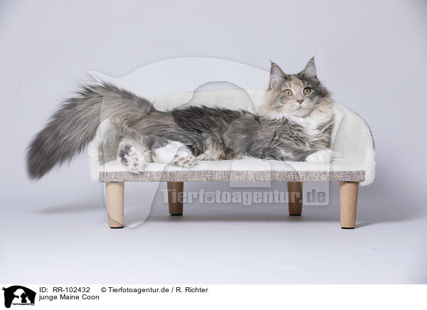 junge Maine Coon / young Maine Coon / RR-102432