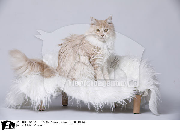junge Maine Coon / young Maine Coon / RR-102451